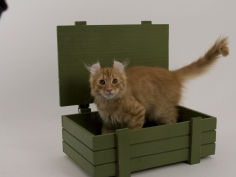 american curl 60