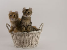 american curl 61