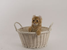 american curl 62