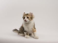 american curl 63