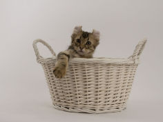 american curl 64