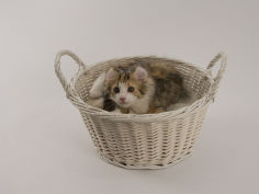 american curl 65