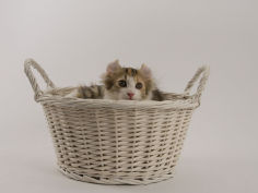 american curl 66