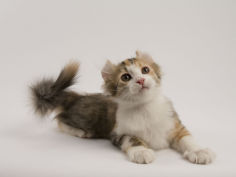 american curl 67