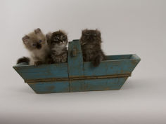 american curl 68