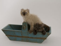 american curl 69