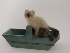 american curl 70
