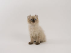 american curl 71