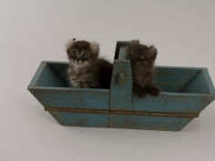 american curl 72