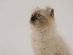 american curl 73