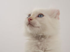 american curl 74