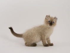 american curl 75