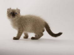 american curl 76