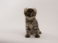 american curl 78