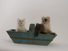 american curl 79