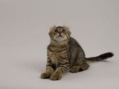 american curl 80