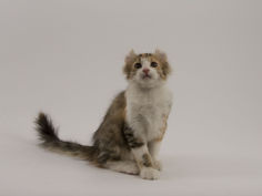 american curl 81