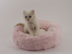 american curl cat hd