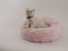 american curl desktop wallpaper