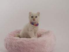 american curl hd wallpaper