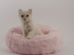 american curl wallpaper
