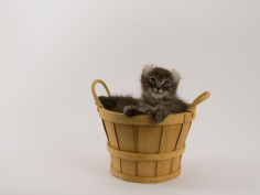 cat american curl background