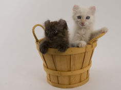 cat wallpaper american curl
