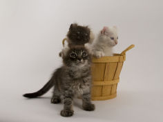 wide wallpaper american curl