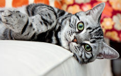 american shorthair lying whiskers black hair