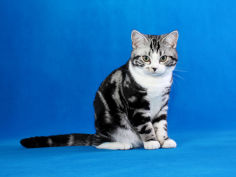 american shorthair