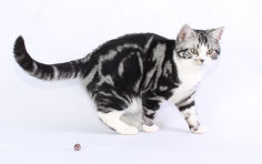 american shorthair white hair black hair green eyes