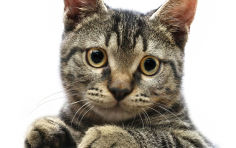 american wirehair whiskers black hair grey hair close up