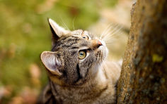 american wirehair whiskers brown hair