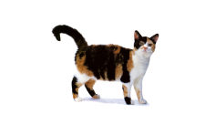 american wirehair white hair black hair pink nose red hair yellow eyes