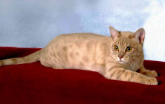 australian mist lying pink nose yellow eyes tail