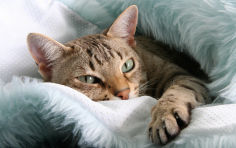 australian mist miotic pupil lying