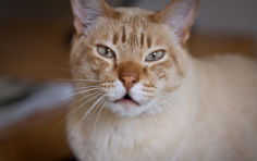 australian mist whiskers