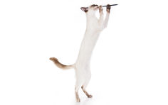 balinese cat white hair brown hair standing