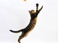 bengal female leaping for toy