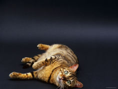 brown spotted bengal lying on floor