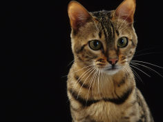 domestic cat female brown spotted bengal