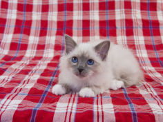 birman 10