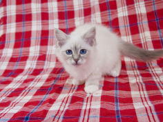 birman 11