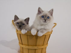 birman 12