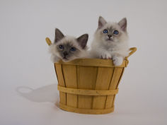 birman 13