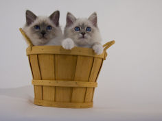 birman 14