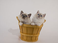 birman 15