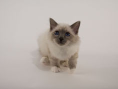 birman 16