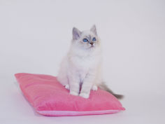 birman 17