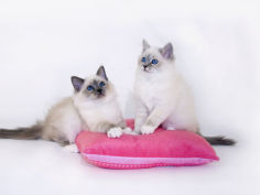 birman 18